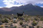 alpaca.jpg (73596 byte)