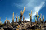 uyuni_islap2.jpg (76857 byte)