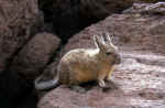 vizcacha_lauca.jpg (24521 byte)