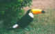 Tucano (33450 byte)