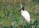 Uccello (30437 byte)
