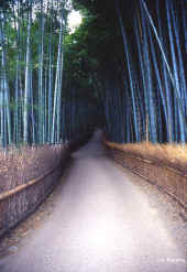 kyoto_canne.jpg (78433 byte)