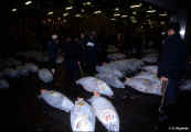 tokio_tsukiji_tonni.jpg (36447 byte)