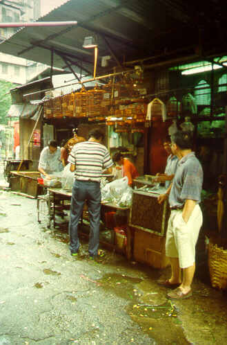 bird market