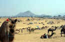 camelfair.jpg (37149 byte)