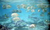 bora_shark2.jpg (46476 byte)